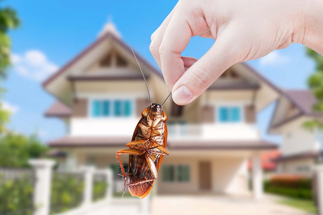pest control cockroach2